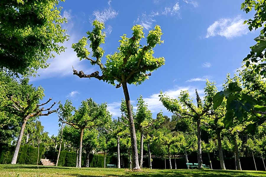 Monestir de Les Avellanes
