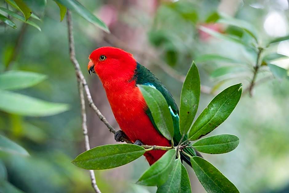 Linden Gardens Rainforest Retreat